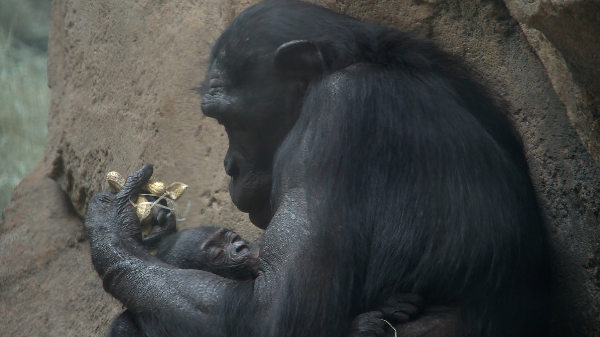 Bonobo-Nachwuchs im Frankfurter Zoo